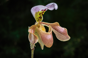 Paphiopedilum hybr.