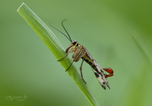 Skorpionfliege