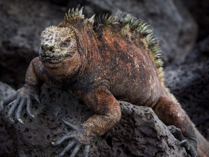 Gallapagos_3