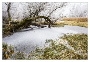 Raureif in Saxener Au