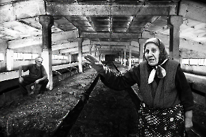 Verzweiflung im Stall