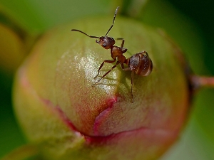 Ameise auf Blütenknospe_1