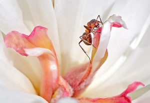 Ameise in Pfingstrose