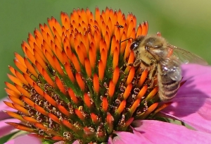 Begegnung am rosa Sonnenhut