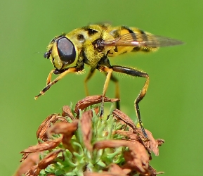 Biene_1