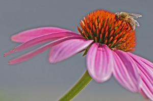 Biene auf rosa Sonnenhut_1