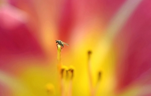 Blütenkraxler in Pfingstrose