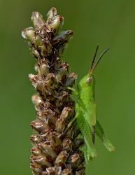 Feldgrashüpfer_2