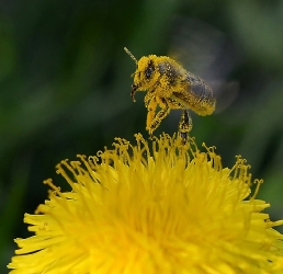 Löwenzahn mit Biene_1