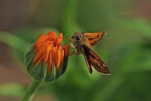 Rostbrauner Dickkopffalter