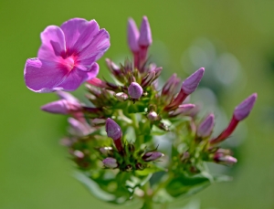 Phlox_1