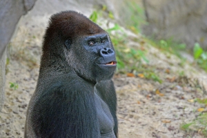 Gorilla_1