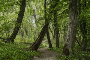 Donaualtarm-Wallsee_1