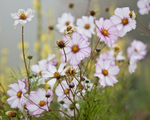 Cosmea