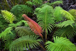 Sadleria sp. 1_Hawaii
