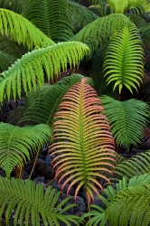 Sadleria sp. 2_Hawaii