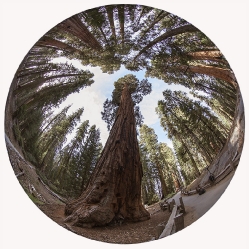 Sequoia NP_Kalifornien