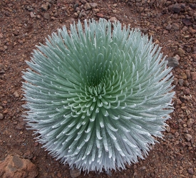 Silberschwert_Maui`i, Hawaii