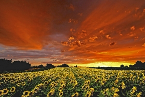 Abend ü.d.Sonnenblumen