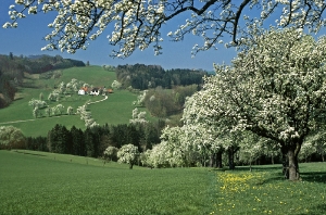 Birnbaumblüte
