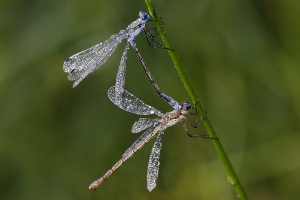 2 Libellen im Morgentau