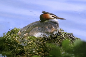 Brütender Haubentaucher