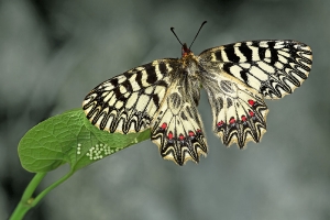 Eiablage Osterluzeifalter