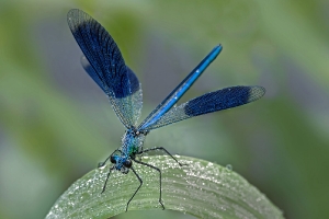Gebänderte Prachtlibelle