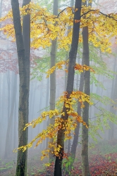 Herbstnebel