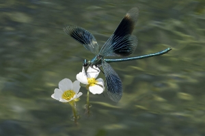 Landung Prachtlibelle