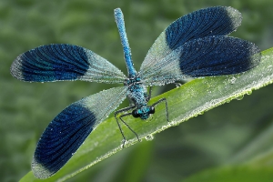 Prachtlibelle im Morgentau