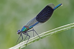 Prachtlibellen-Männchen