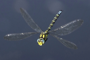 Schwebende Mosaikjungfer