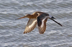 Abflug der Uferschnepfe