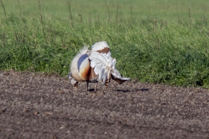Balzender Trappenhahn