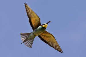 Bienenfresser im Flug