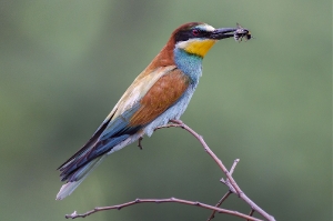 Bienenfresser mit Hummel