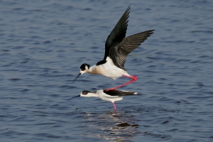 Stelzenläufer Kopula