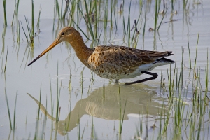 Uferschnepfe im Darsch