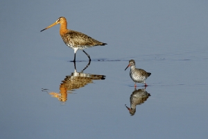 Uferschnepfe und Rotschenkel