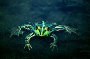 Wasserfrosch