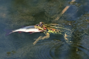Wasserfrosch mit Fisch
