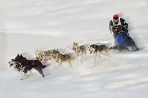 Schlittenhunde Sandl