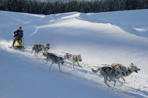 Schlittenhunderennen