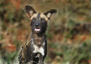 Afrikanischer Wildhund