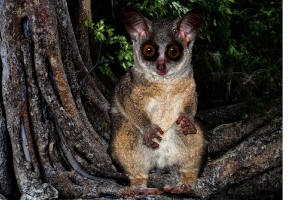 Buschbaby