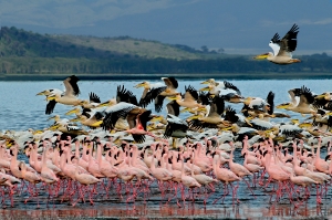 Flamingos_1