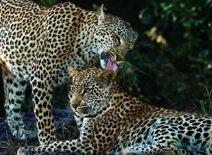 Leoparden