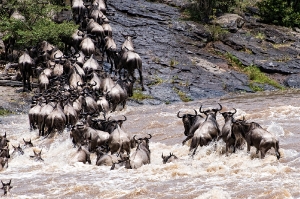 Wildebeast Migration_1