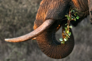 Zähne der Begierde _1